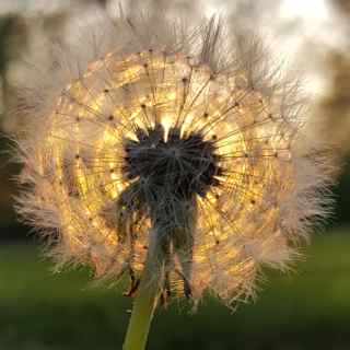 Do you see a weed, or a wish? 